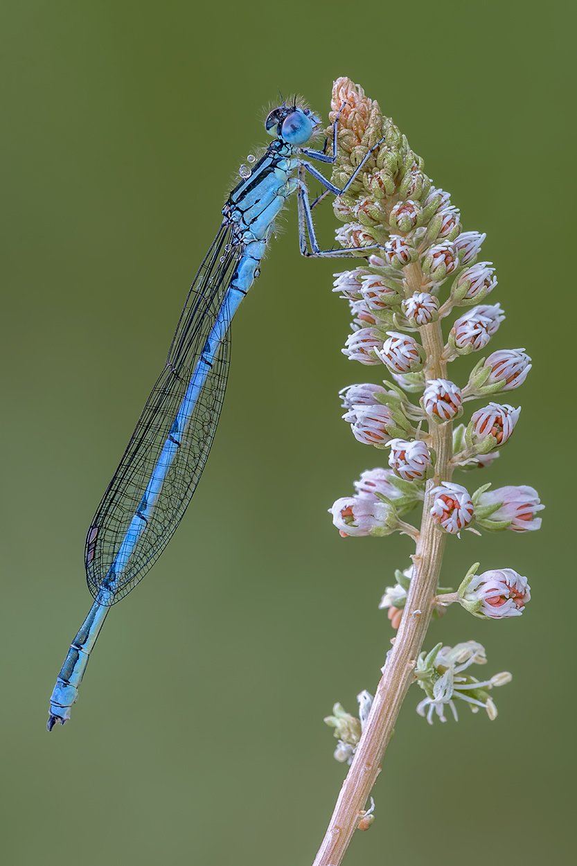 Damigella azzurra
