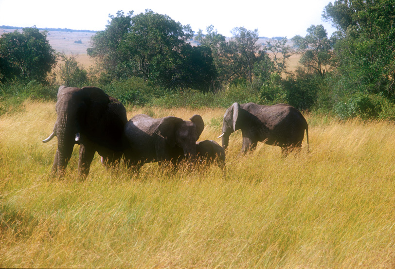 Maasai Mara, Kenya