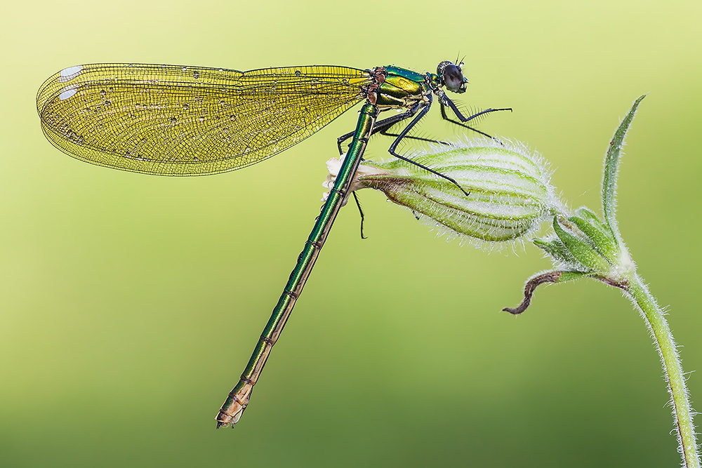Calopteryx splendens