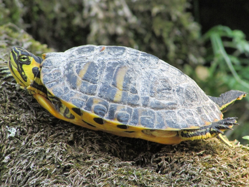 Villa Celimontana - Tartaruga