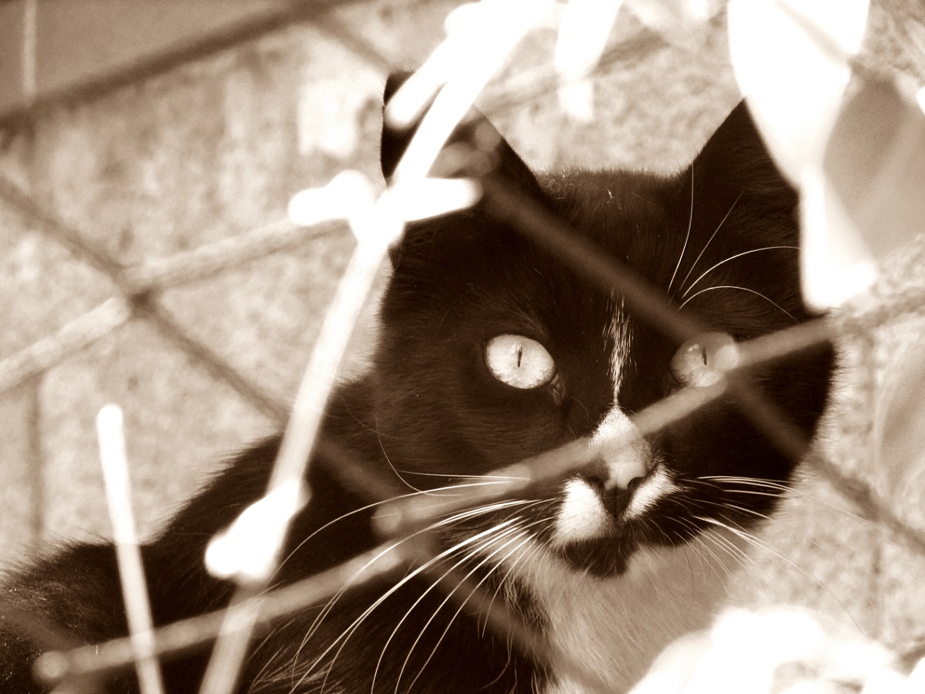 Romeo il pi� bel gatto del Colosseo