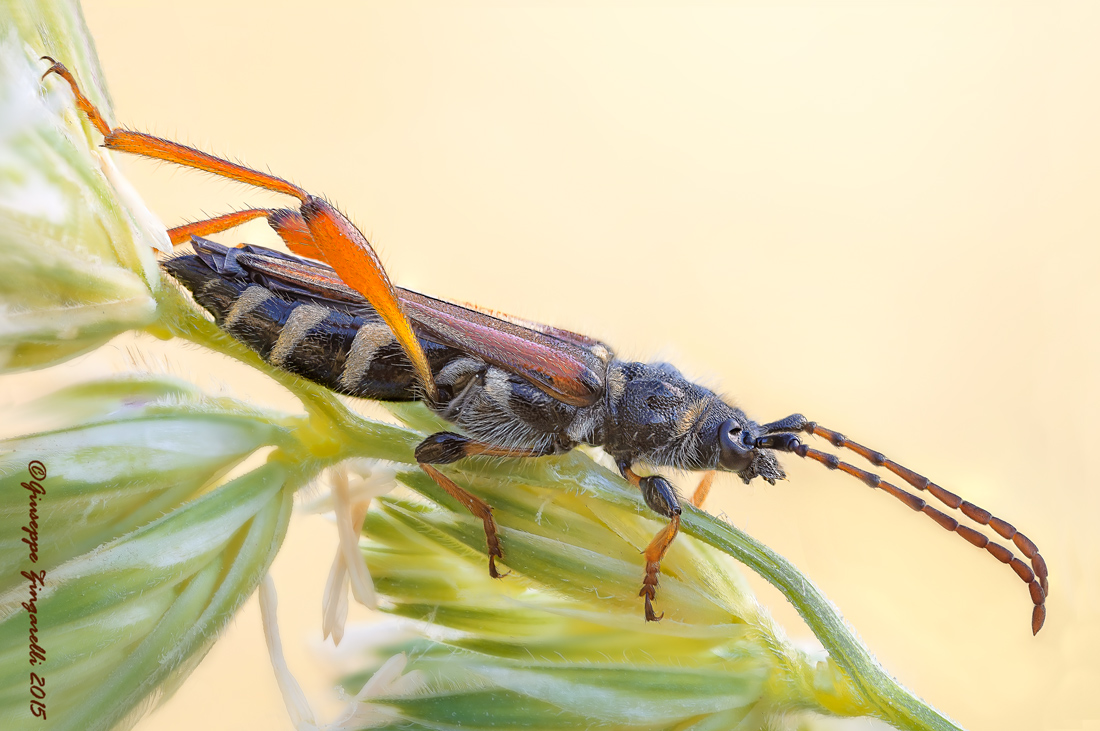 Stenopterus ater (Linnaeus, 1767)