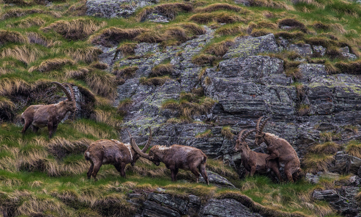 Tra i 2 litiganti...