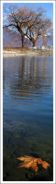 Inizia il lungo viaggio della foglia...