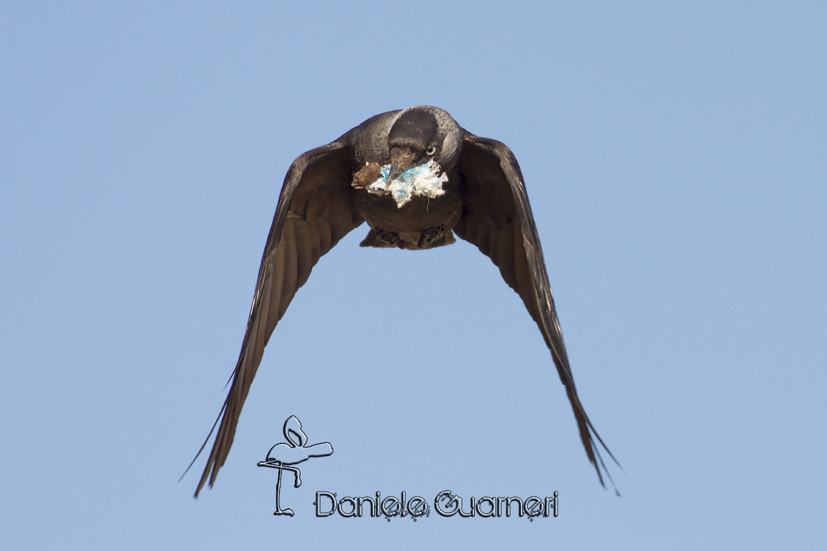 Taccola (Coloeus monedula)