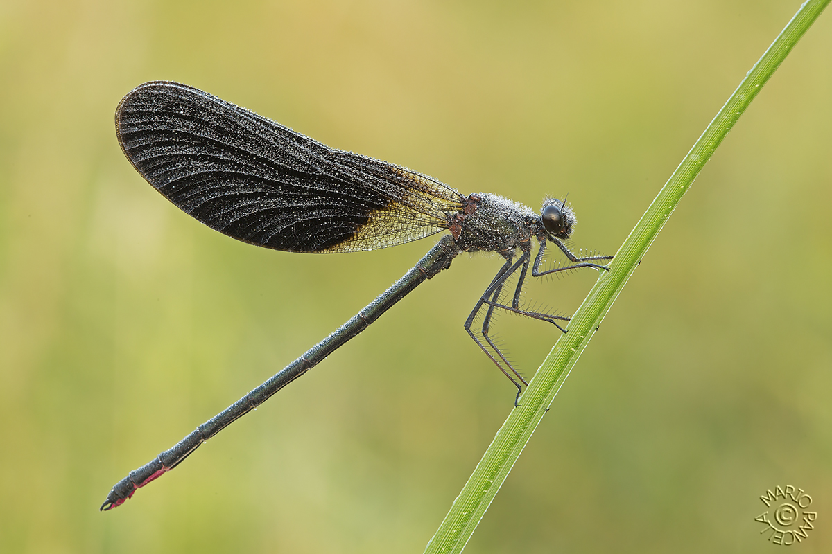 Calopteryx haemorrhoidalis