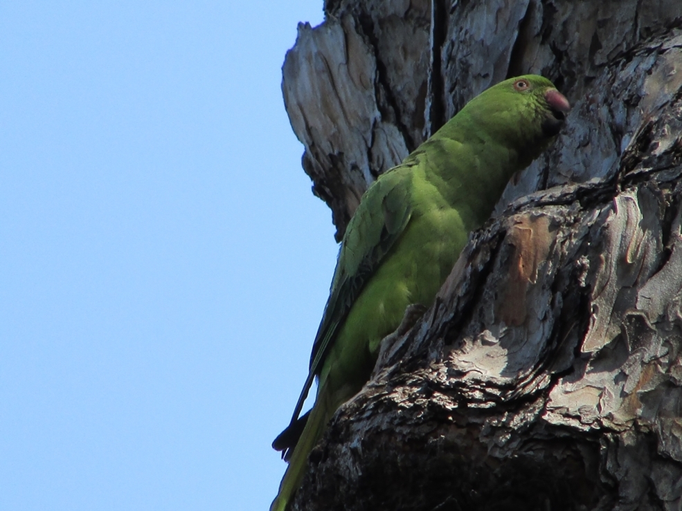 Villa Celimontana - Pappagallo