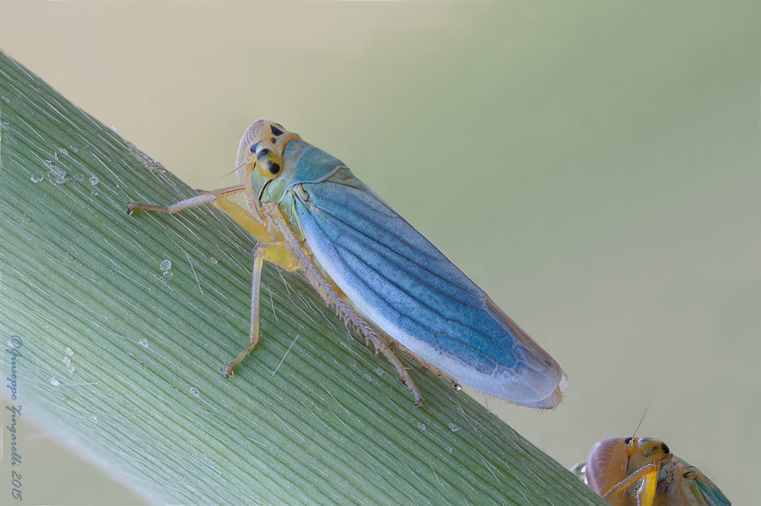 Cicadella Virdis