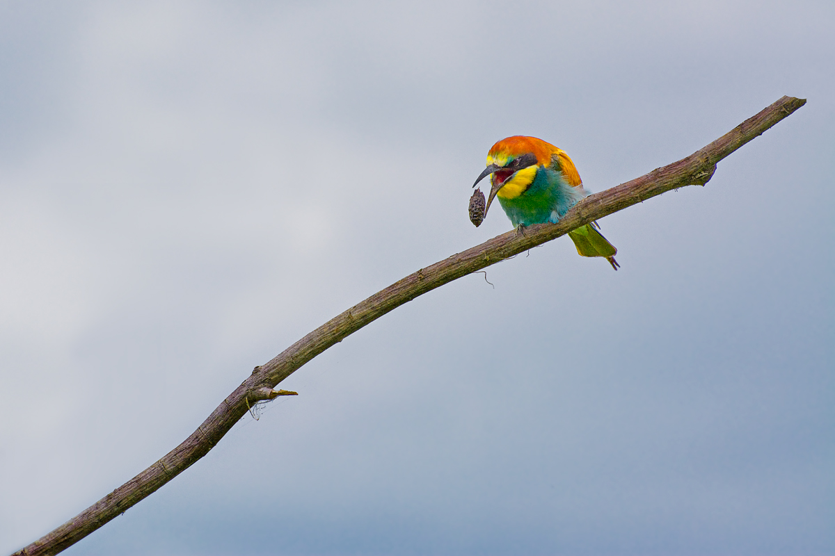 Rigurgito della borra