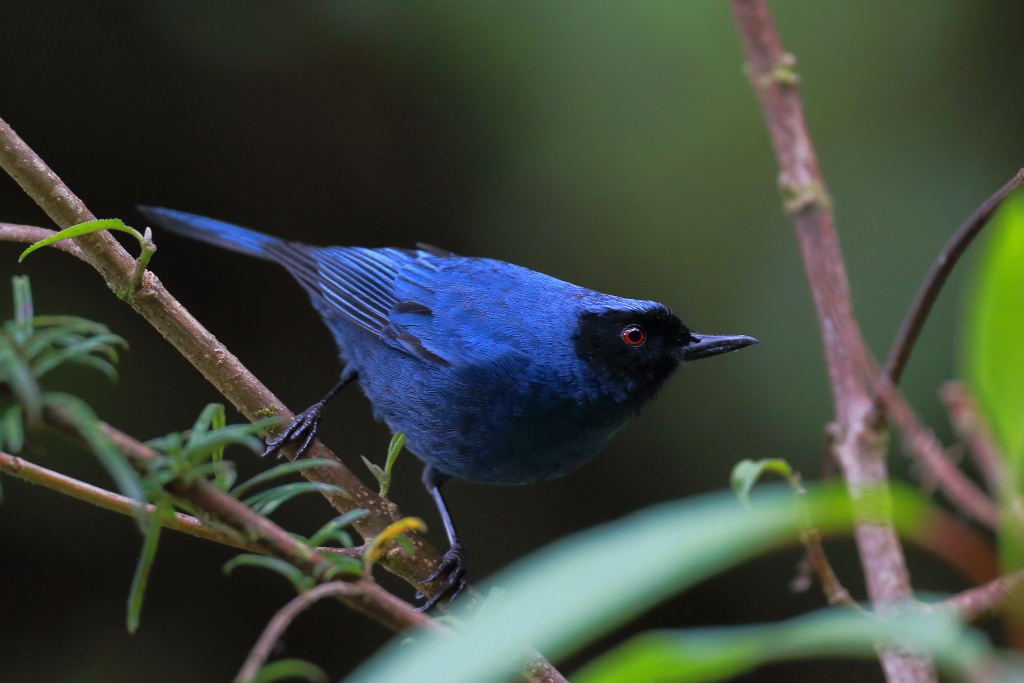 Pinchaflor enmascarado