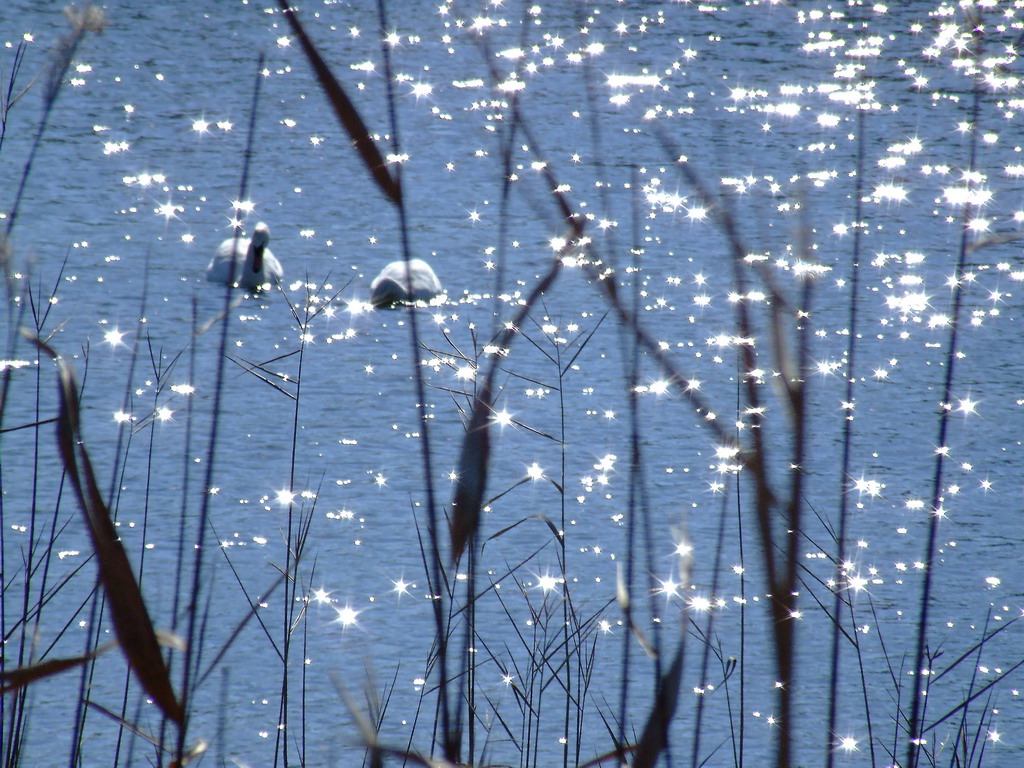 I colli dei cigni splendono alla luce e mille barbagli...