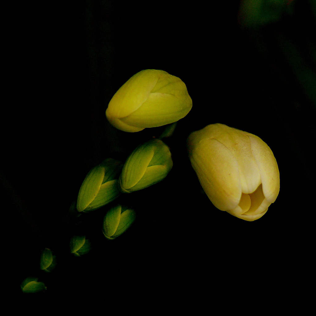 *** Sbocciamento ***