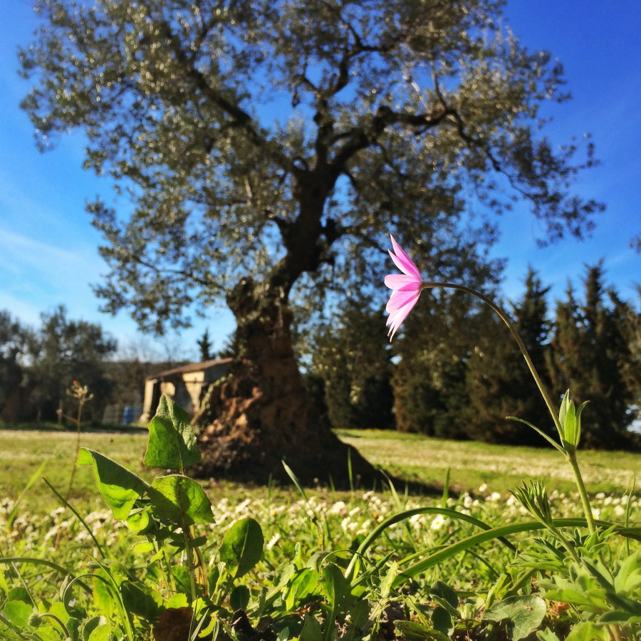 Il bello e il saggio