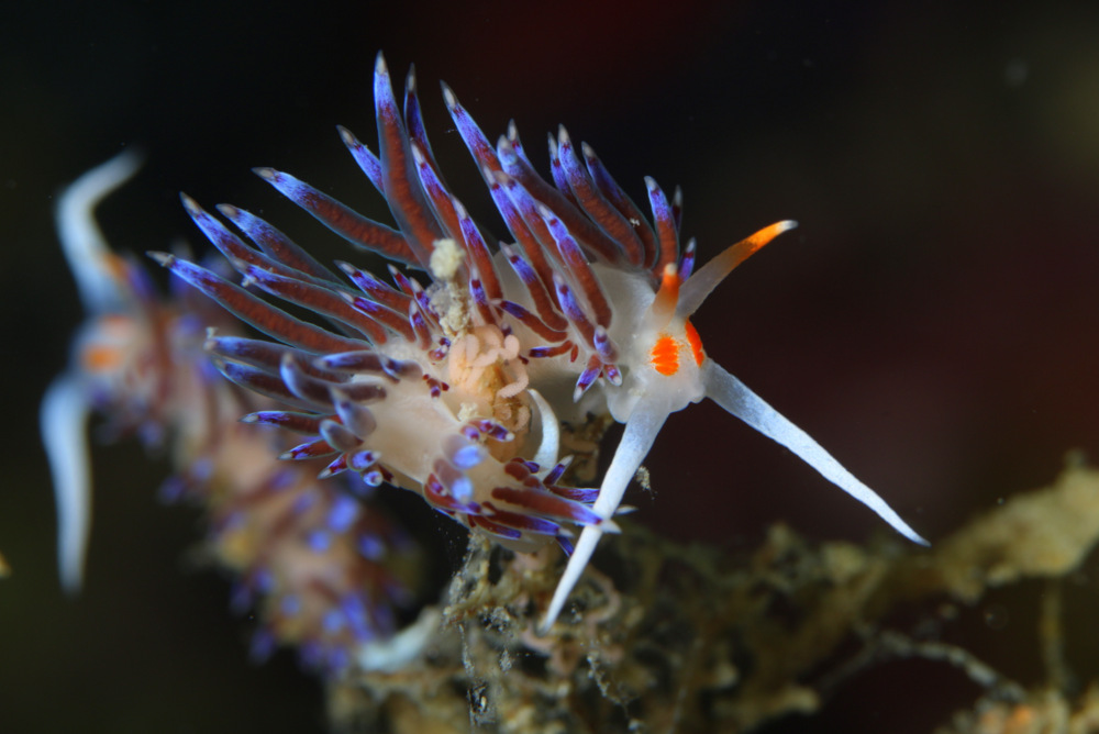 nudibranco in deposizione