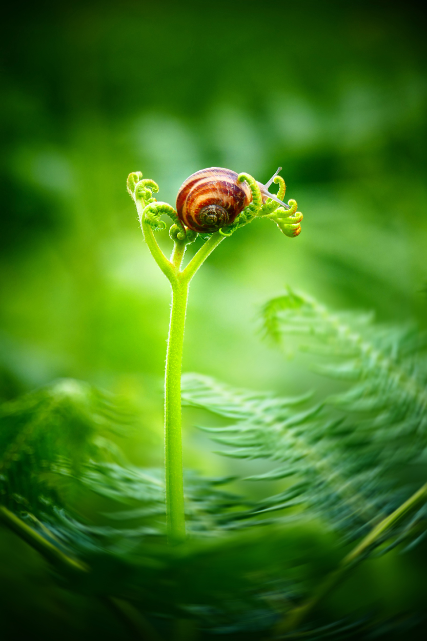 La casa sull'albero.