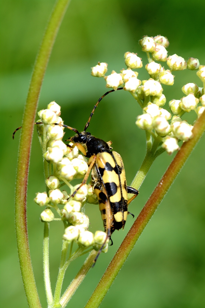 Cerambicide Strangalia maculata