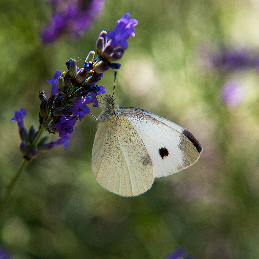 sul fiore di lavanda
