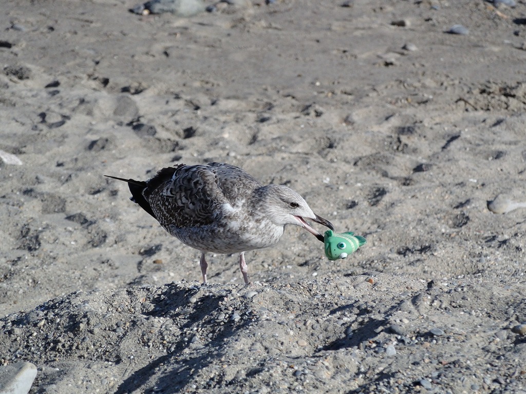 Sofisticazioni alimentari