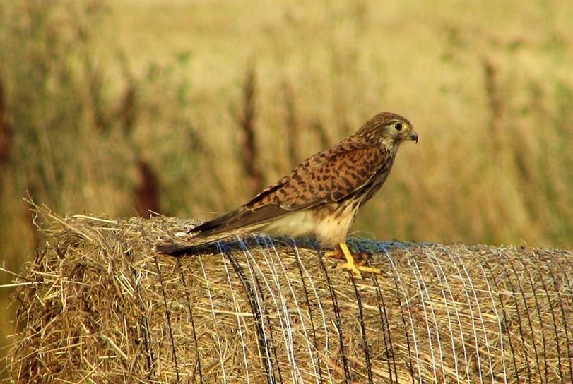Parco di Centocelle - Falco tinnunculus