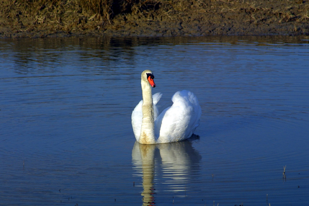 Oasi naturalistica "Isola della Cona"