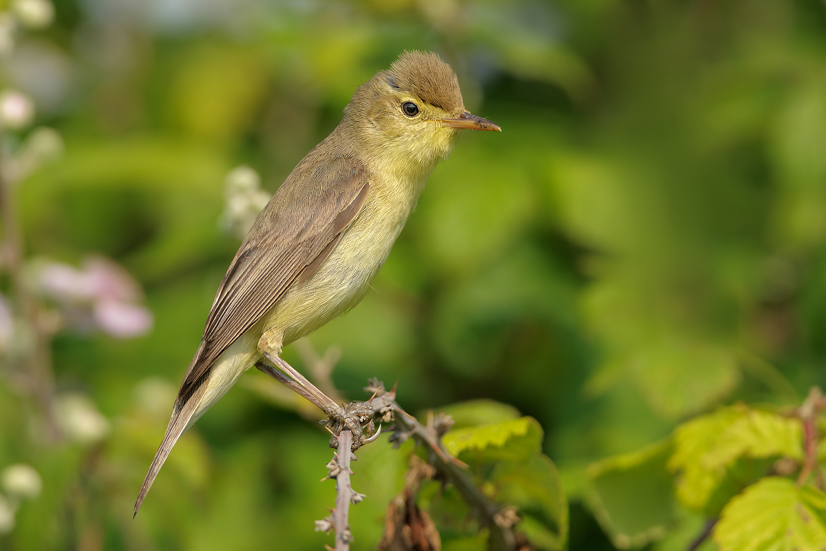 Canapino (Hippolais polyglotta)