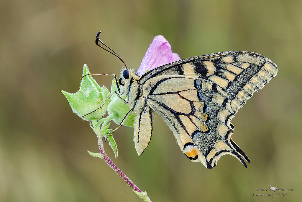 Papilio machaon