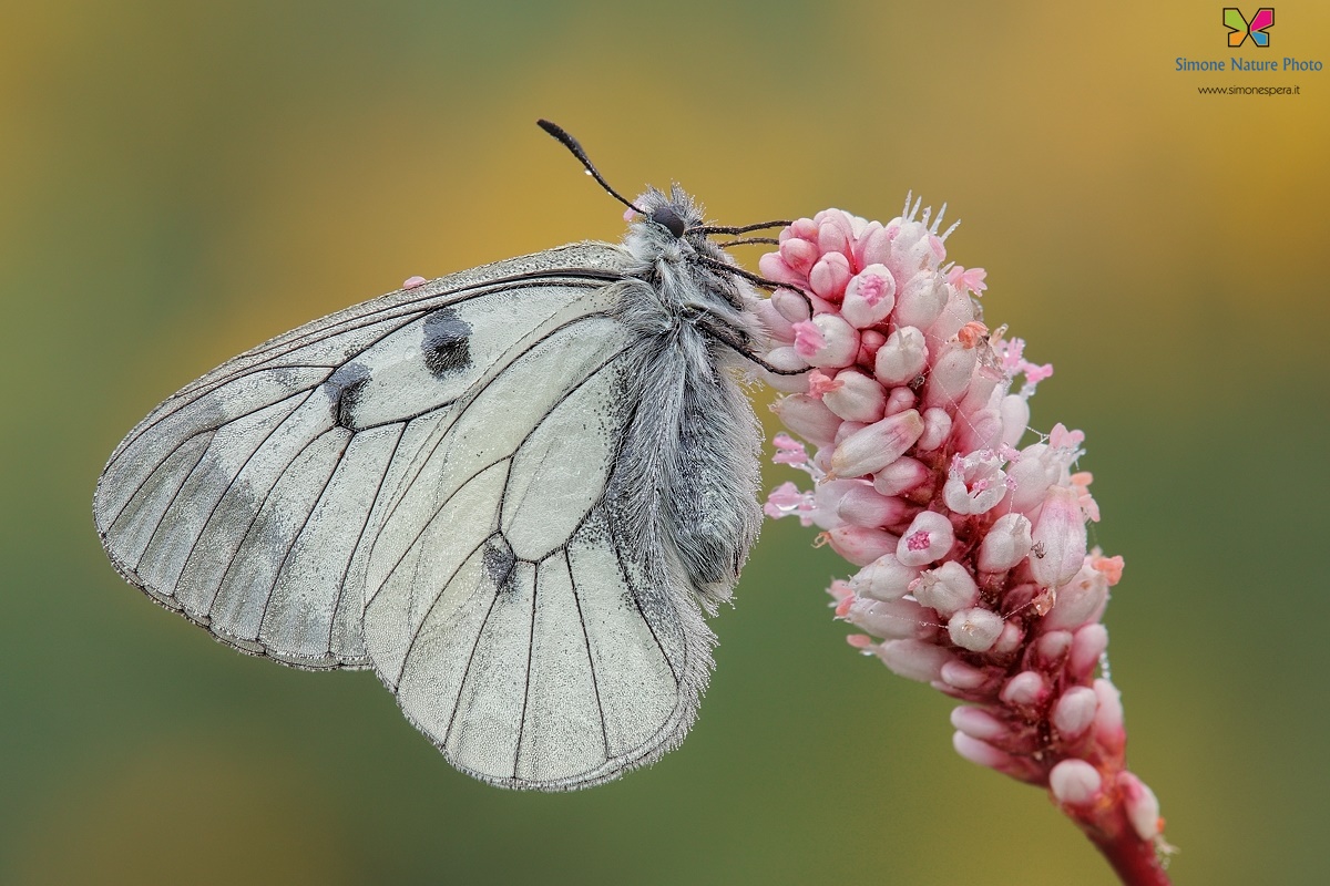 Parnassius (Driopa) mnemosyne (Linnaeus, 1758)