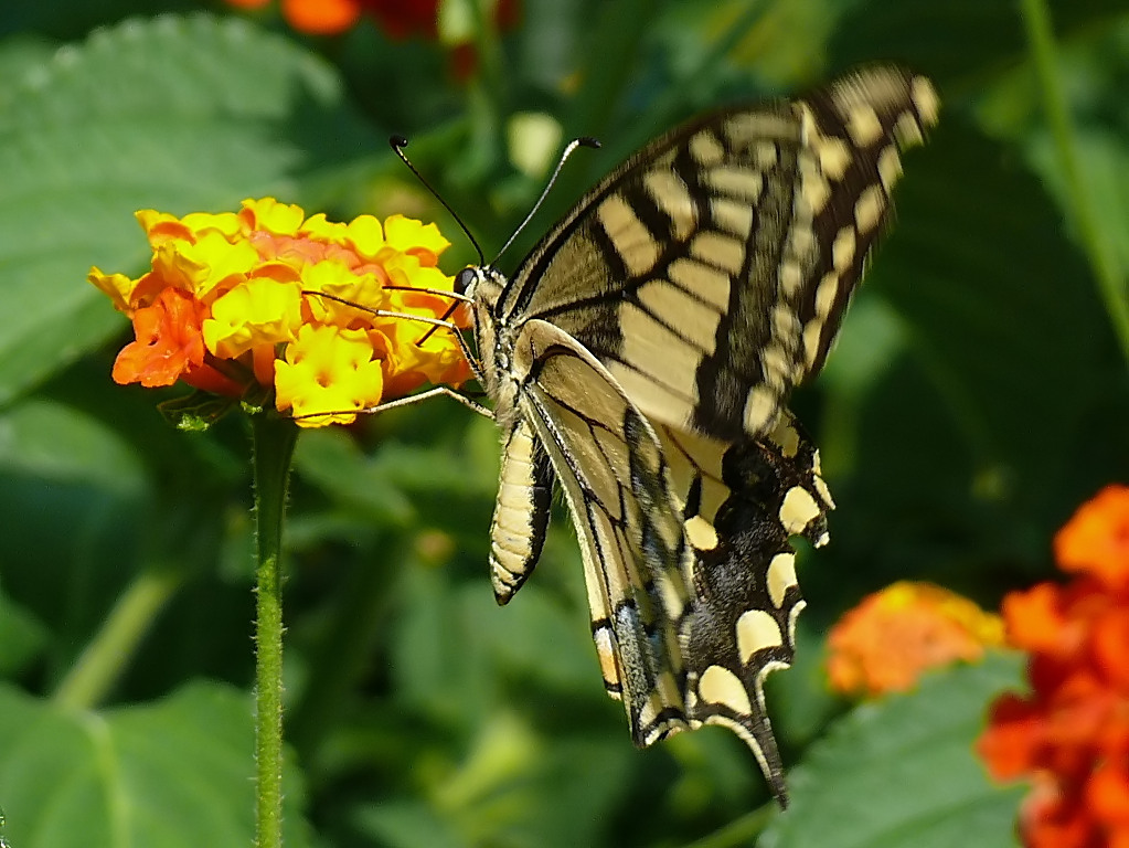 *** Commedia in due atti ***