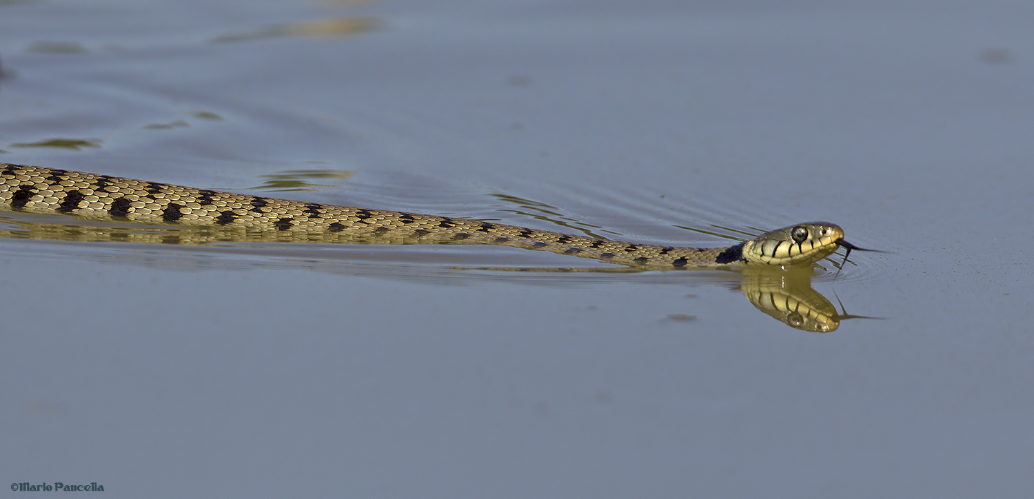 Natrice dal collare (Natrix natrix)