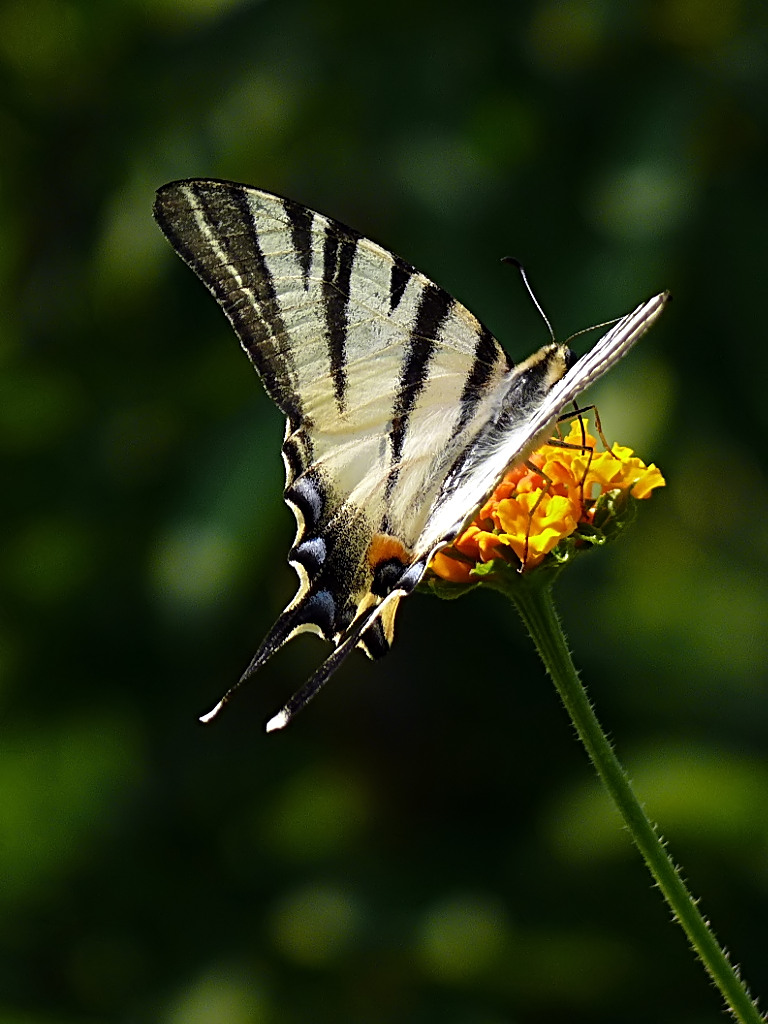 *** L'ho presa alle spalle ***