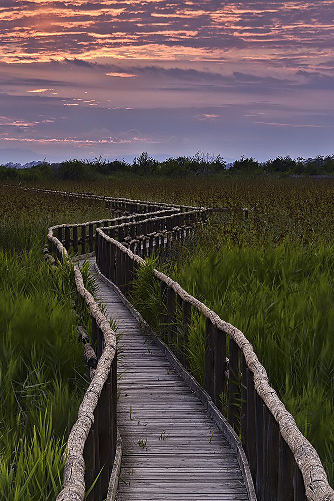 oasi lipu massaciuccoli