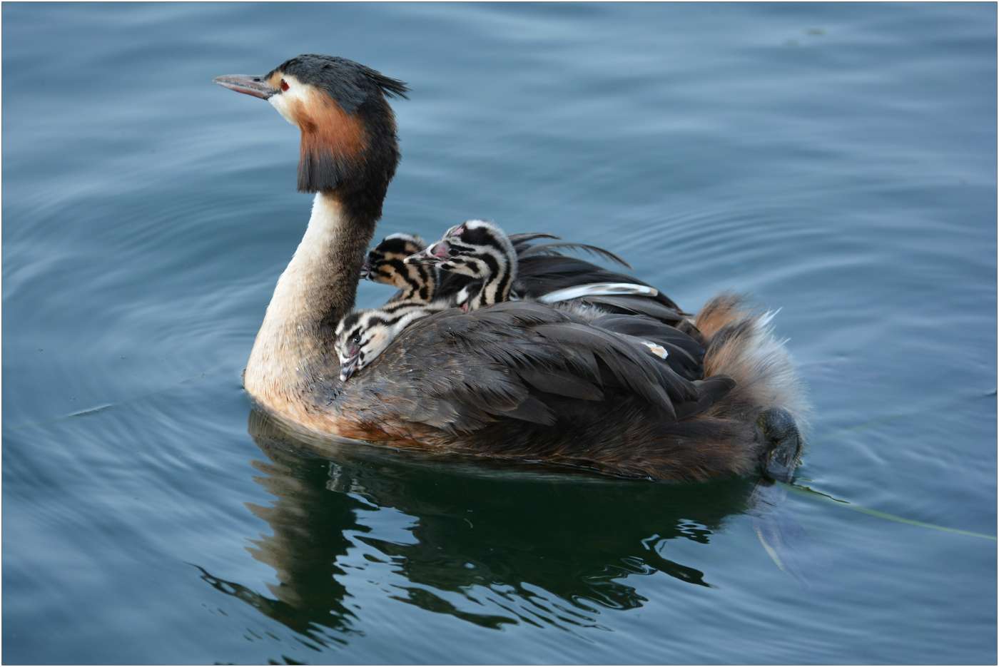 Com'� morbida la mamma!