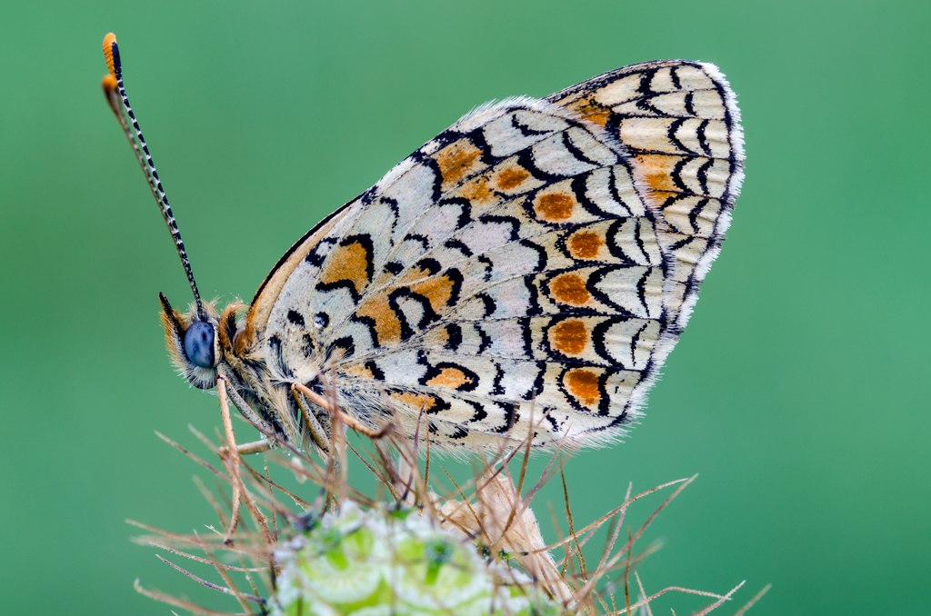 Melitaea phoebe