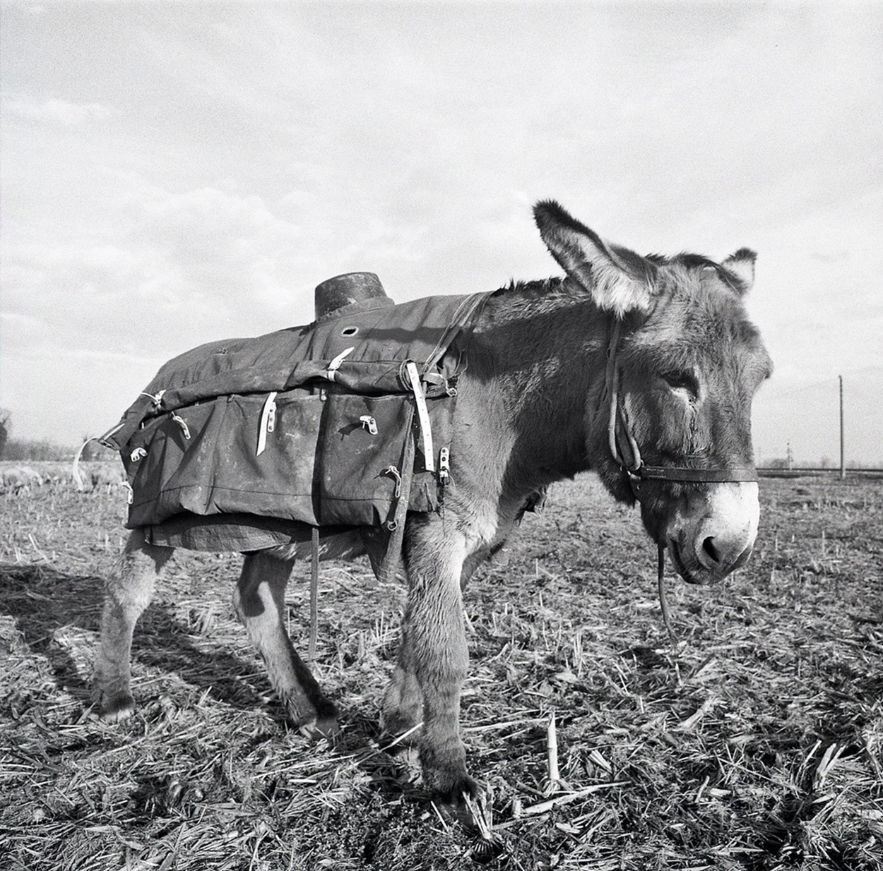 the mule ;/) with lens!