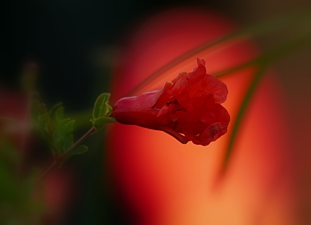 *** Rosso su rosso ***