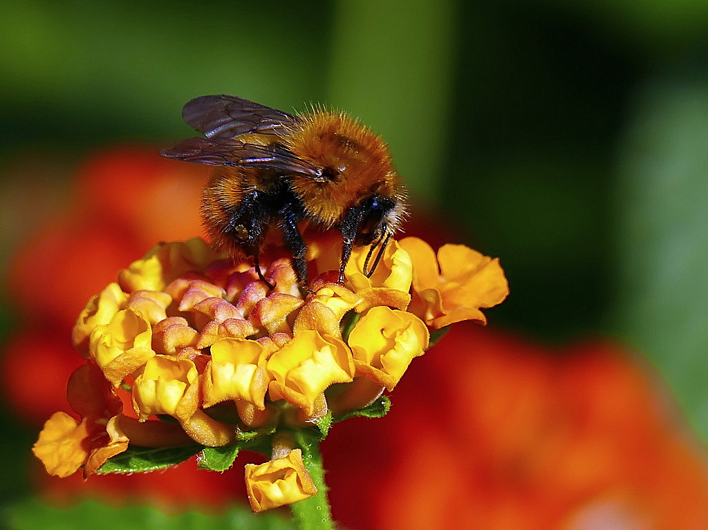 *** Lantanorum Bombus ***
