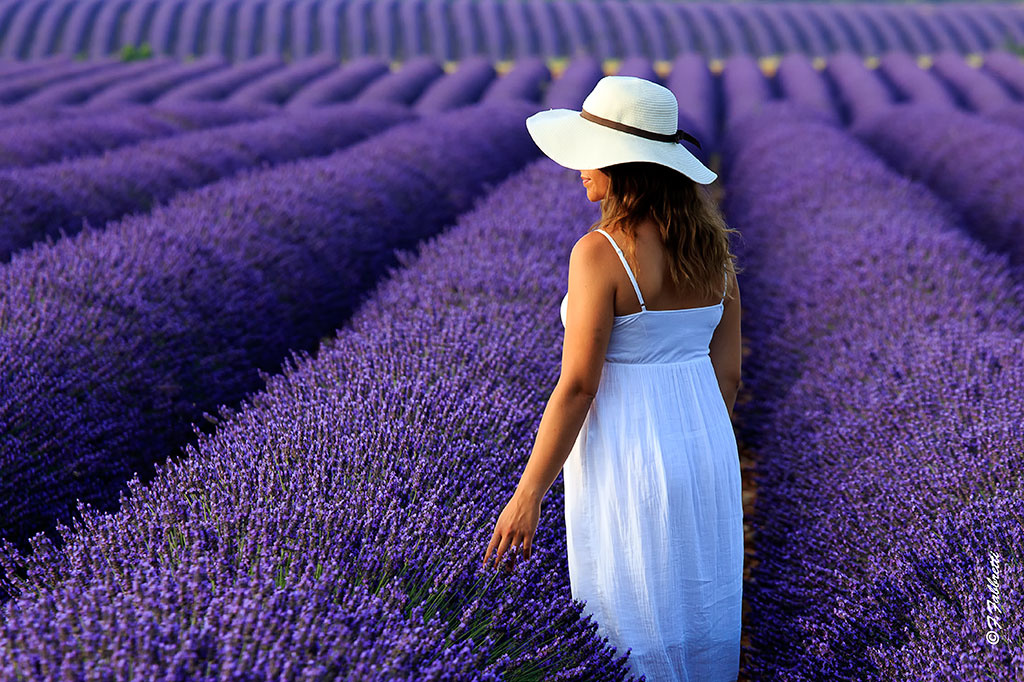 provence
