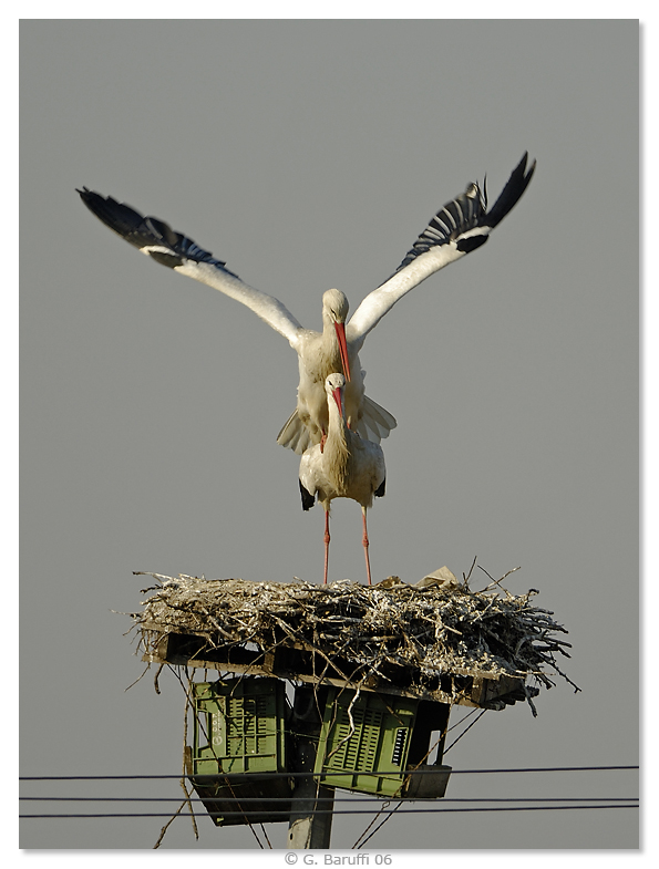 Cicogne in atteggiamento equivoco!