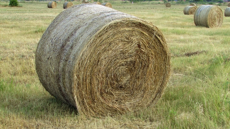 Parco di Centocelle - Fieno