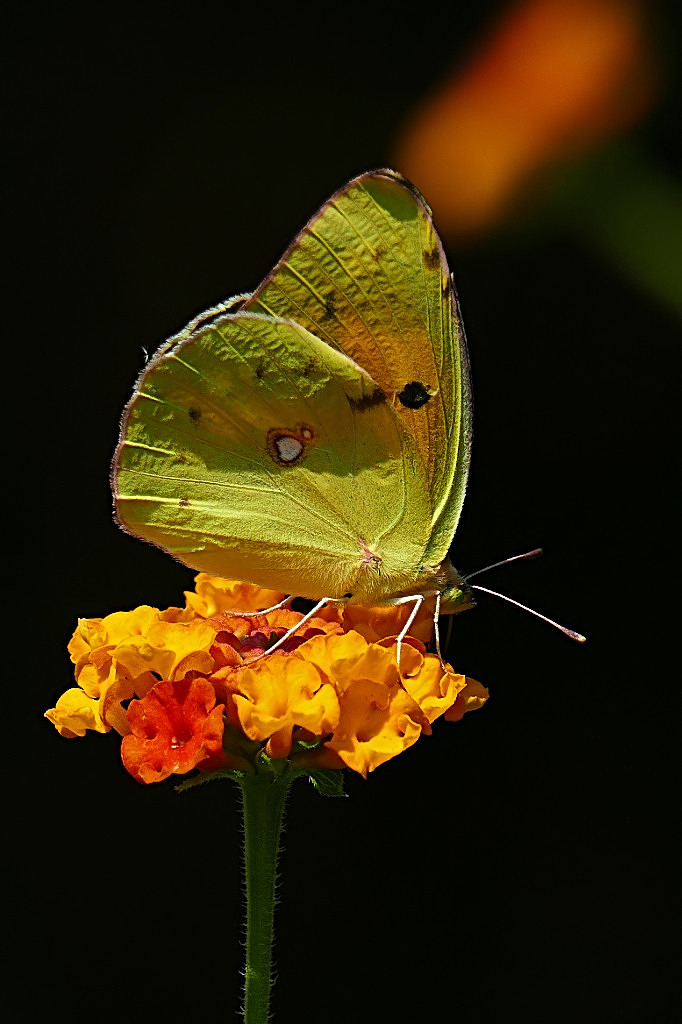 *** Stropicciata ***