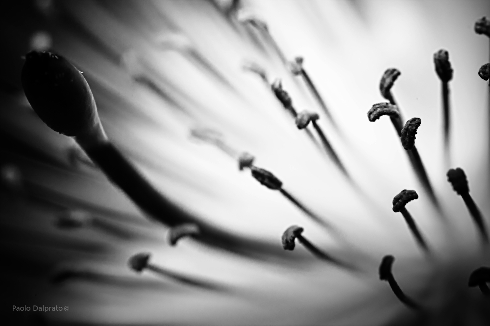 Non faccio foto di fiori