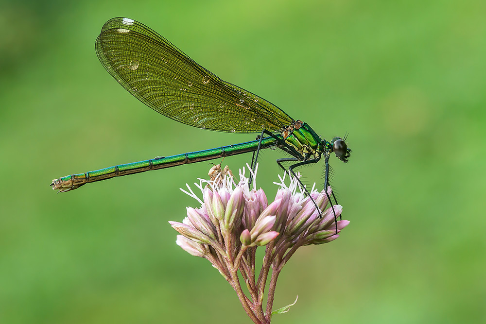 Calopteryx splendens