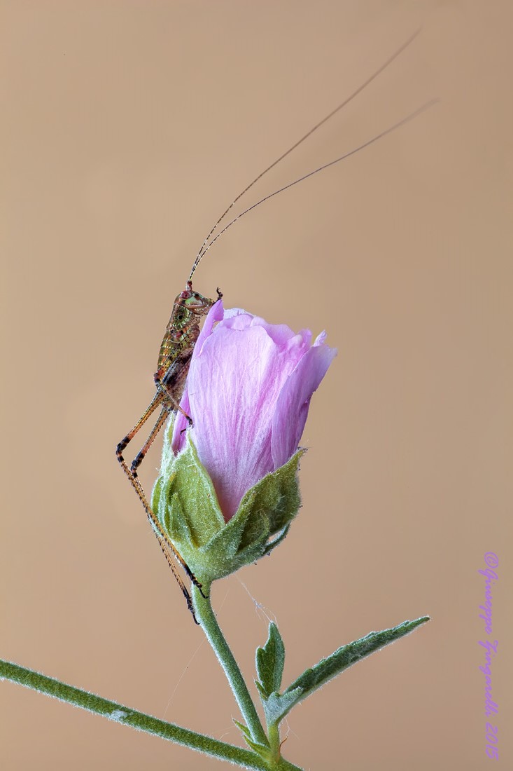 l'agitattissimo ortottero