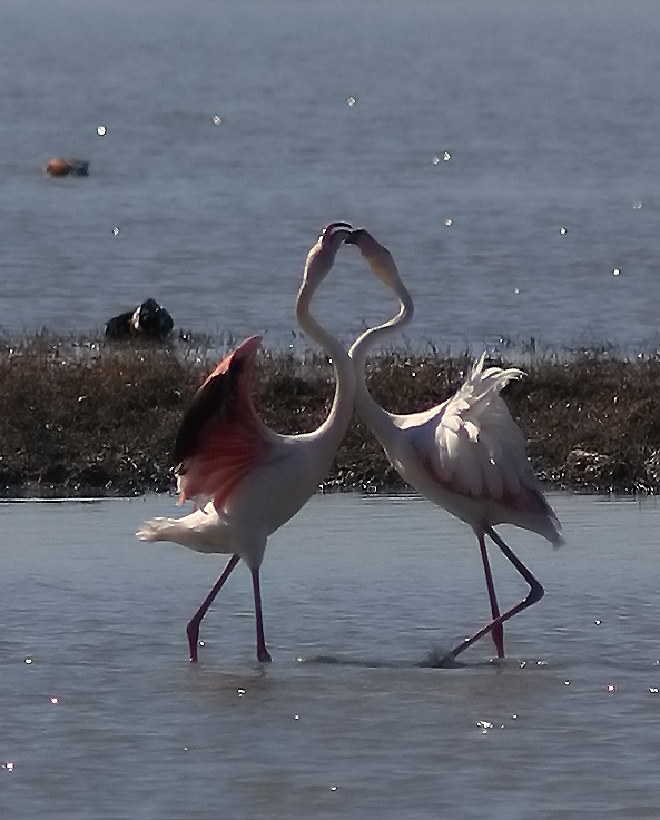 felicit� a tutti gli innamorati