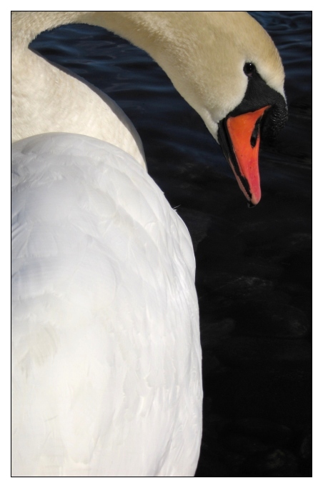 Profilo di un cigno...