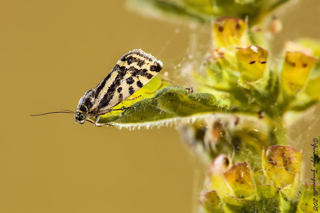 Quasi quasi mi butto...     "coscina striata"