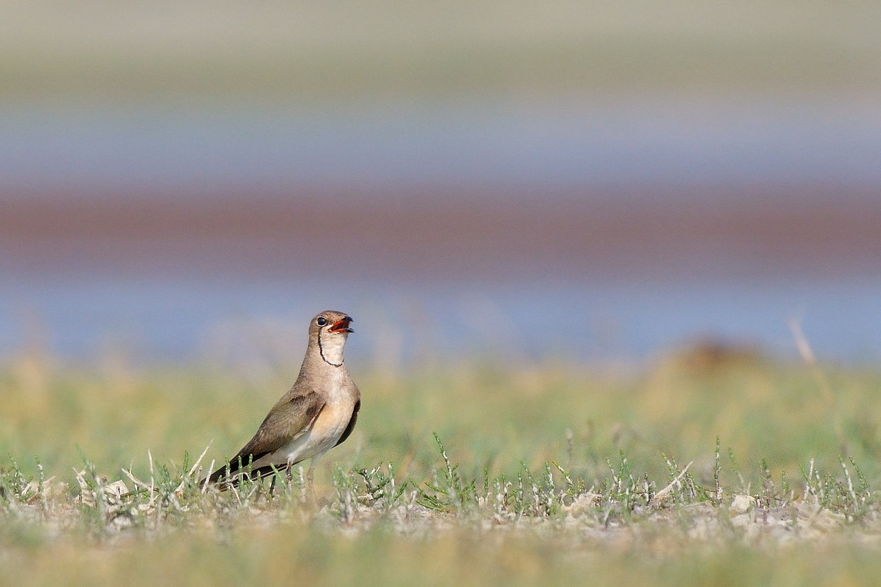 Pernice di mare (III)