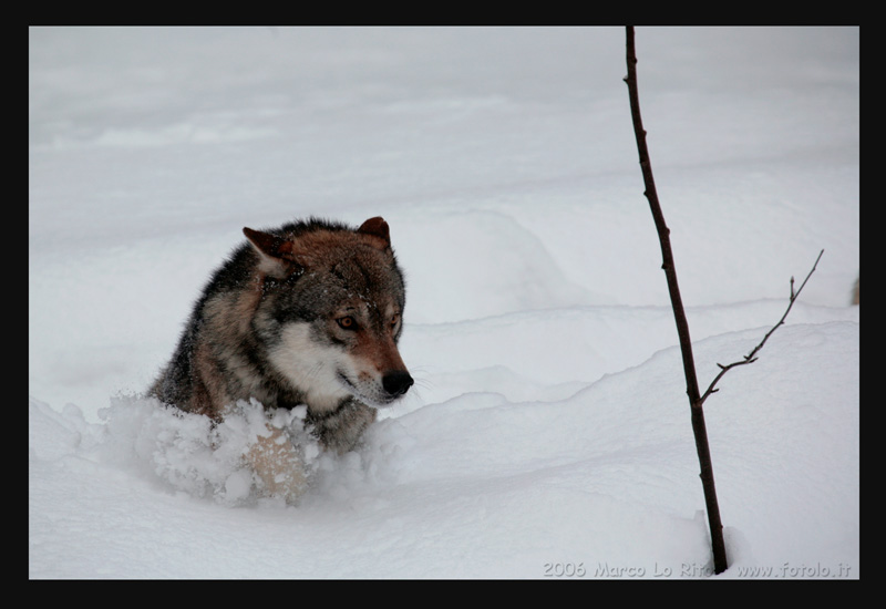 che fatica con tutta questa neve...