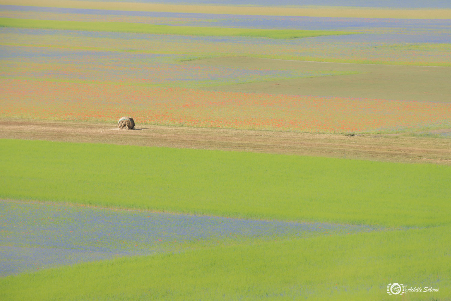 Pennellate di colore