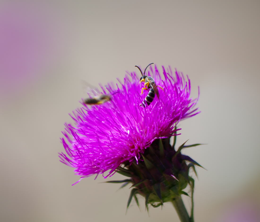 Battaglia per il polline